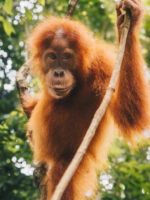Orang-outan Orang-outan