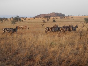 kenya