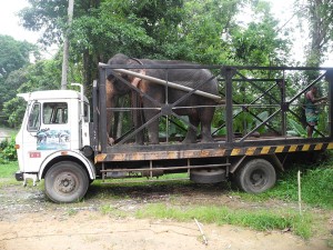 transport-elephant-blesse