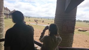observation elephant kenya