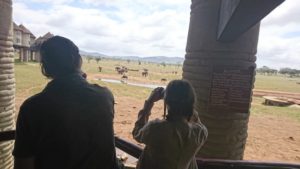 observation éléphants kenya