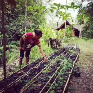 jardin indonesie
