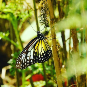 papillion indonésie