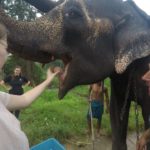 soins elephants