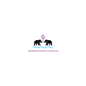 millenium elephantt foundation