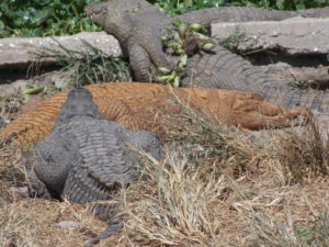 crocodiles de Djibilor