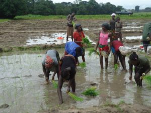 reboisement des mangroves par les collègiens