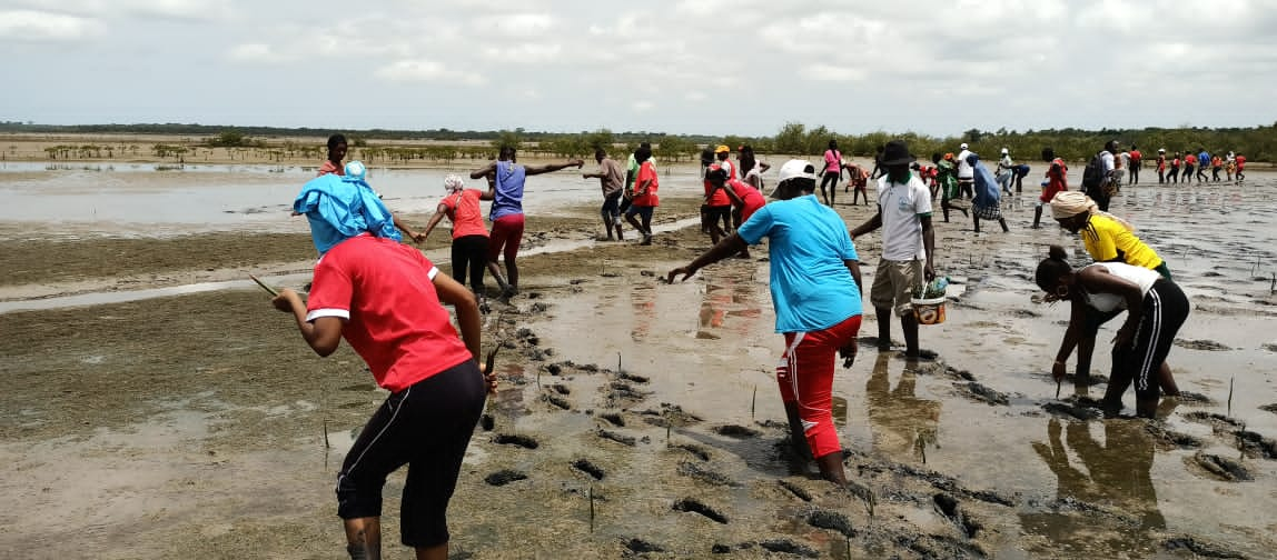 Replantation de la mangrove par les élèves de CEM Kénia