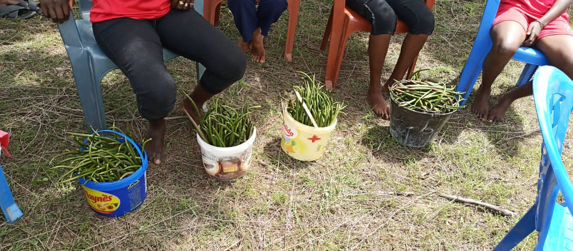 Replantation de la mangrove par les élèves de CEM Kénia