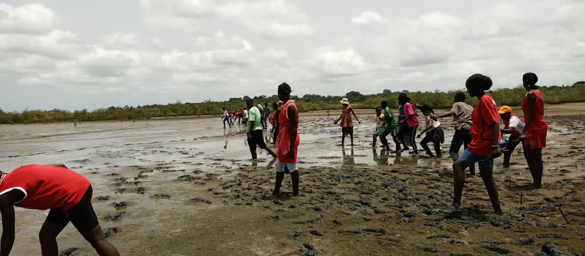 Replantation de la mangrove par les élèves de CEM Kénia