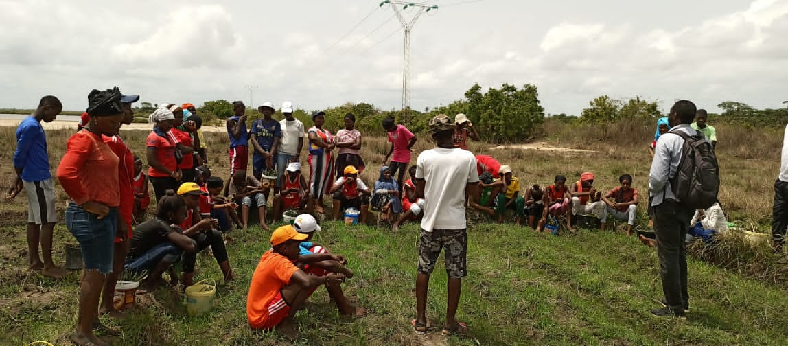 Replantation de la mangrove par les élèves de CEM Kénia