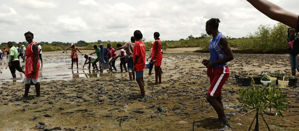 Replantation de la mangrove par les élèves de CEM Kénia