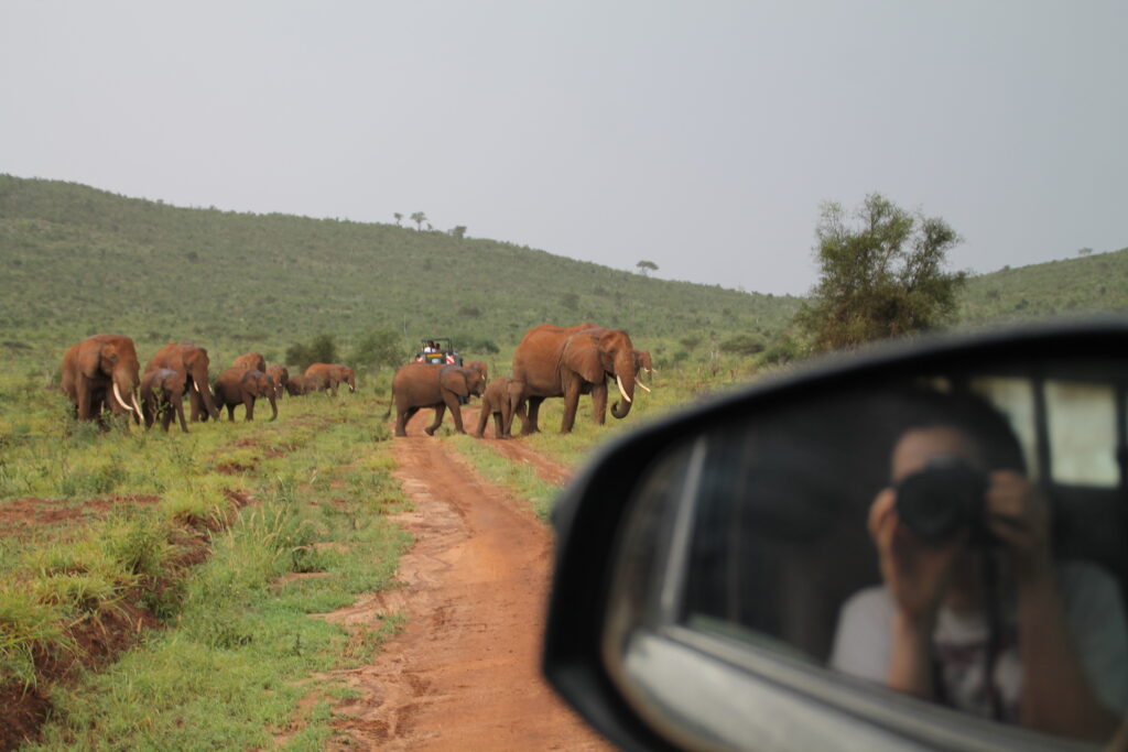 éléphant