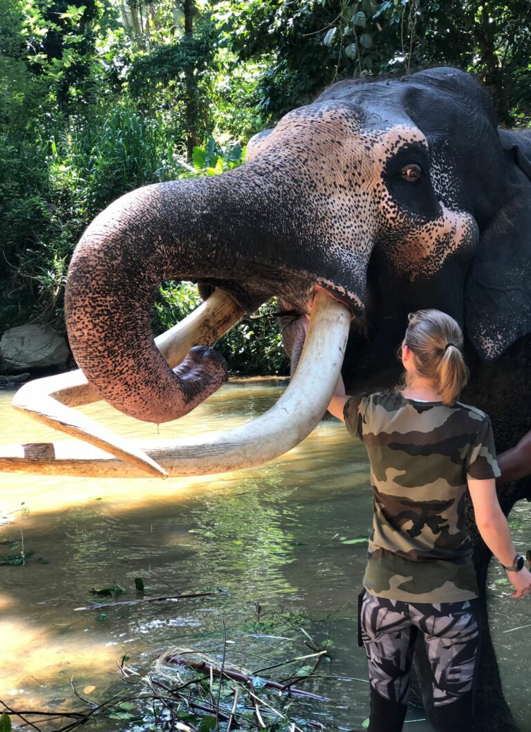 volontariat-sri-lanka-elephant-environnement