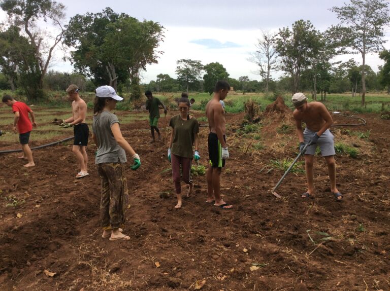 Aide aux cultivateurs dans les champs d'oignons sri lankais