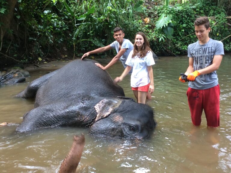 l'éléphant apprécie l'eau et le nettoyage contre les nuisibles qui s'accrochent dans les pliures de sa peau