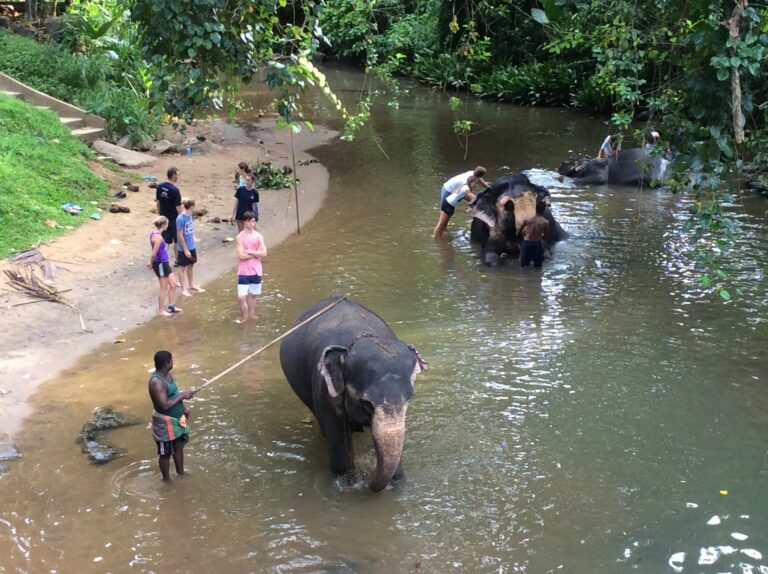 moment exceptionnel avec les éléphants dans l'eau, lieu de relaxation pour les pachydermes et de complicité avec les hommes