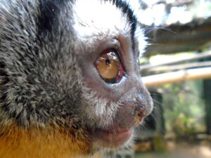 pérou amazonie