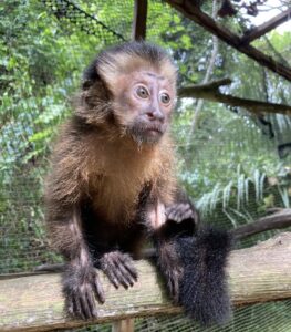 pérou amazonie