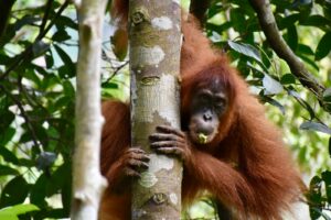 sumatra batu kapal orang outan