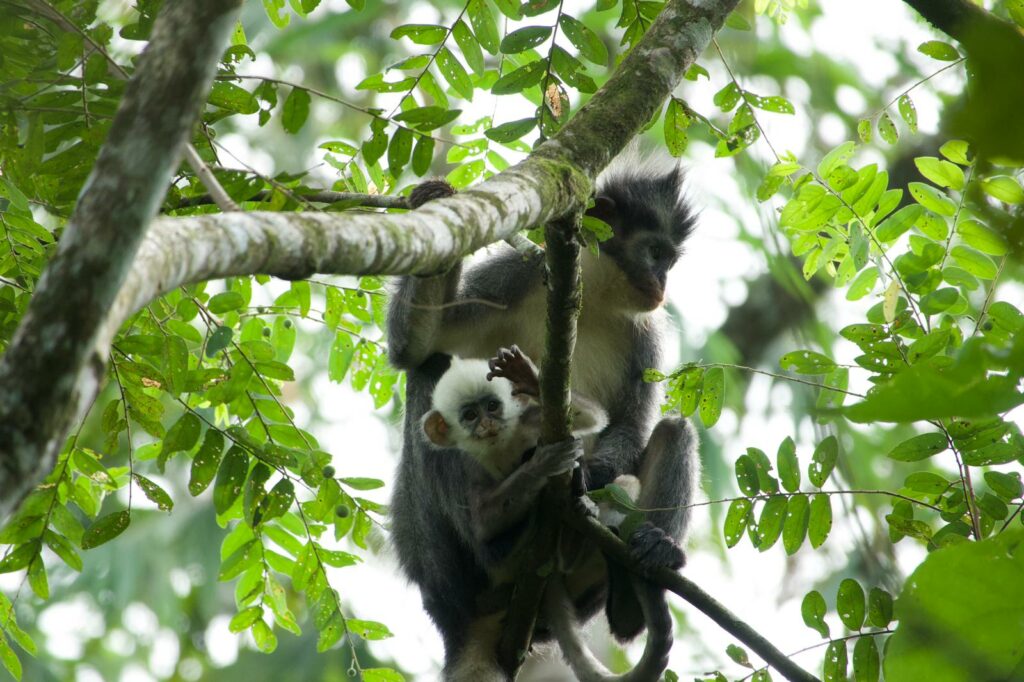 sumatra batu kapal singe