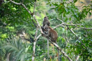 sumatra batu kapal singe