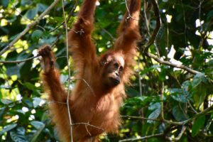 sumatra batu kapal singe orang outan
