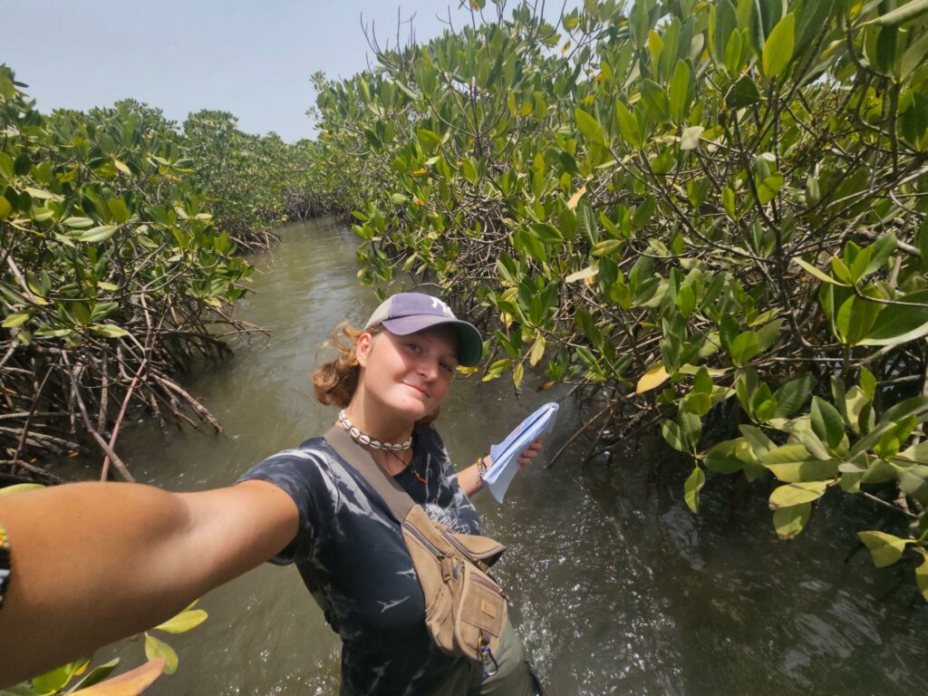 tilla mangrove sénégal
