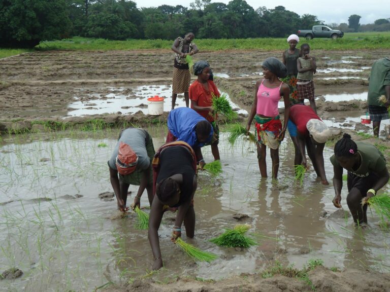 plantation riz sénégal