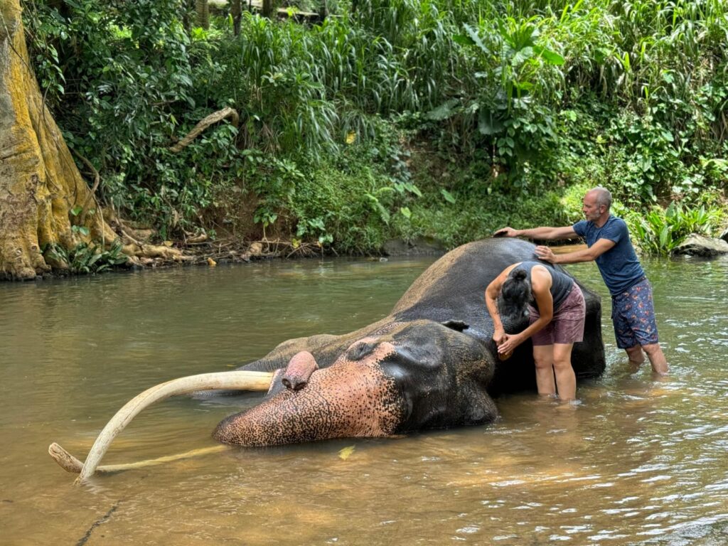 volontariat-sri-lanka-elephant-environnement
